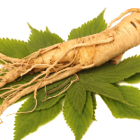 Panax Ginseng