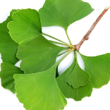 Ginko Biloba