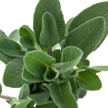 Spanish Sage